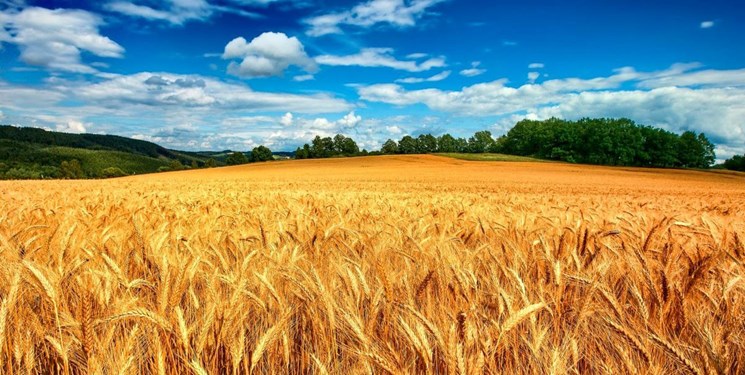 پیش بینی تولید بیش از ۳۴۰ هزار تن گندم در استان قزوین